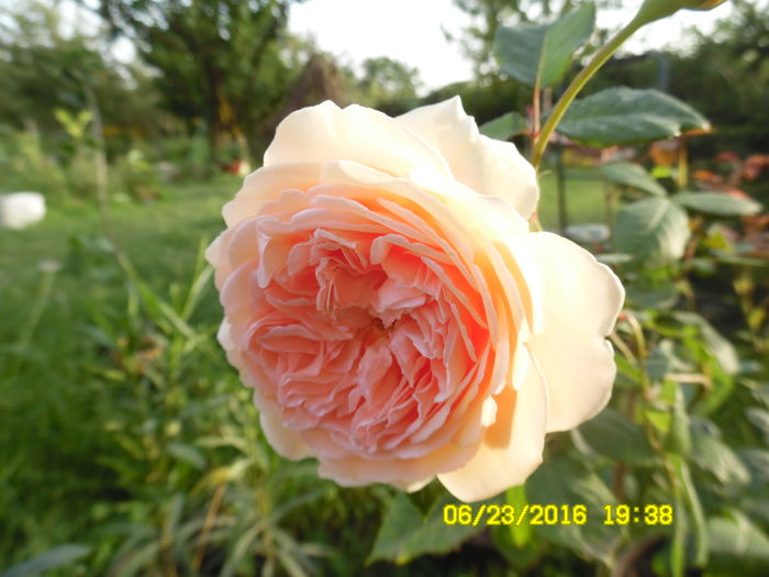 Crown Princes Margaret CPM  catarator, parfumat - Trandafiri englezesti