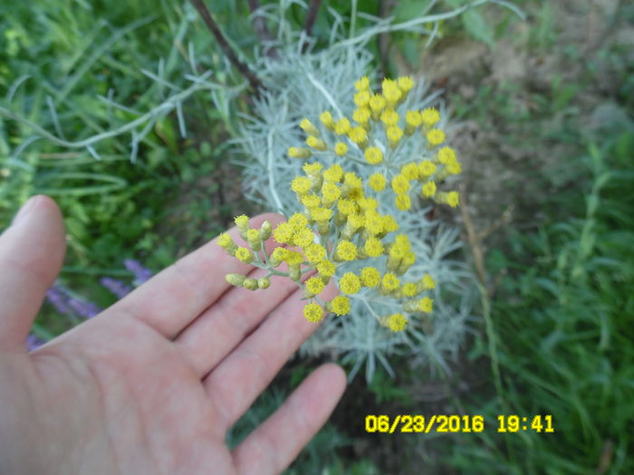 Helychrisum italicum de gradina - Plante aromatice si medicinale