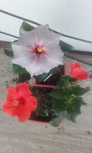 20160618_094724 - trandafirii chinezesti-hibiscus rosa sinensis