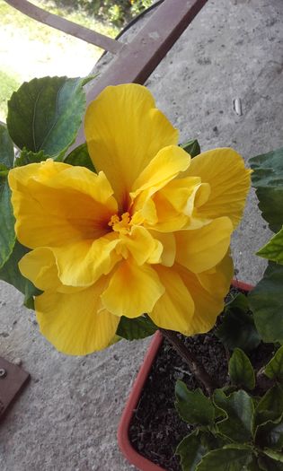 20160622_121050 - trandafirii chinezesti-hibiscus rosa sinensis