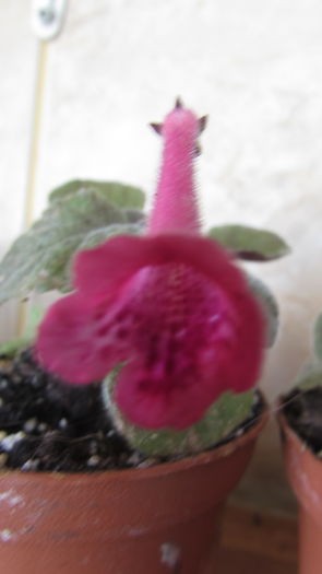 SRG's Red Eruption