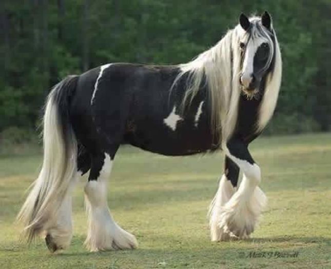 FB_IMG_1466714553199