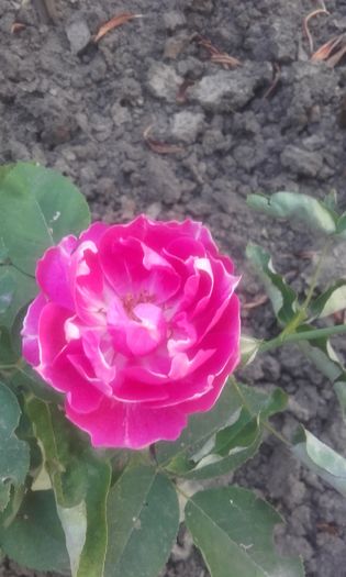 20160623_202511 - trandafiri 2016