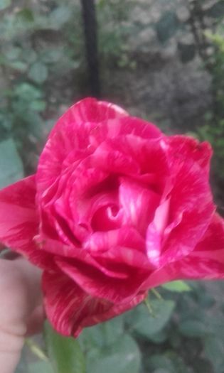 20160623_202623 - trandafiri 2016