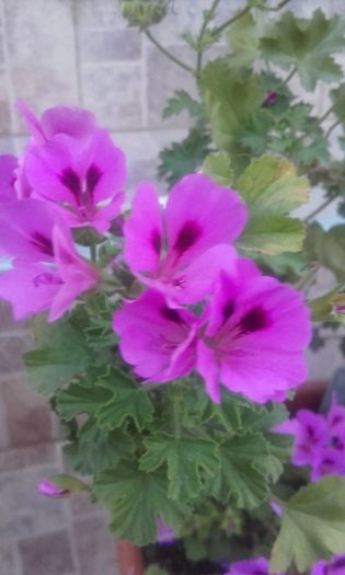 20160623_205203 - muscate 2016