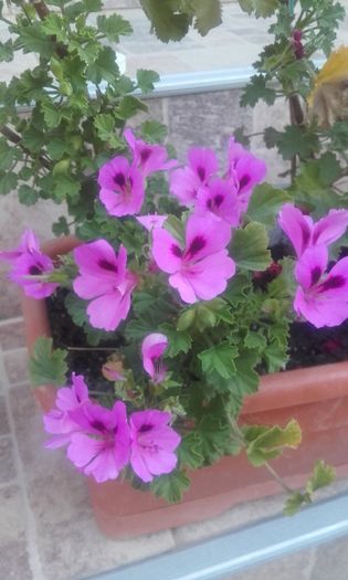 20160623_205215 - muscate 2016