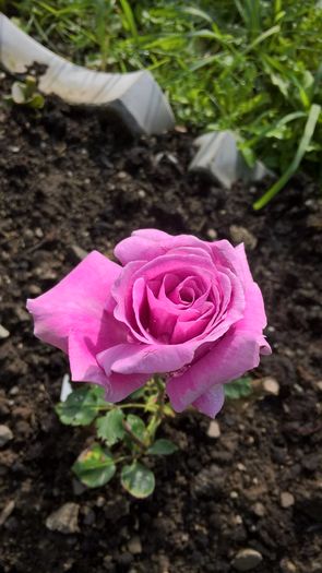 WP_20160624_08_58_43_Pro - Trandafiri 2016