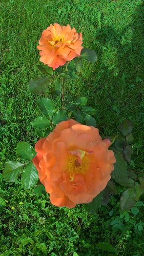 WP_20160624_08_58_26_Pro - Trandafiri 2016