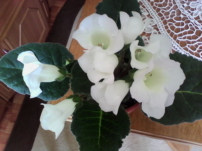 IMG_20160623_095924 - Gloxinia Blanc 3