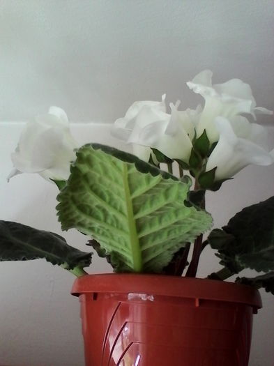 IMG_20160623_100100 - Gloxinia Blanc 3