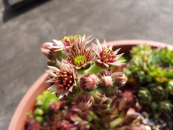  - Sempervivum - 2016