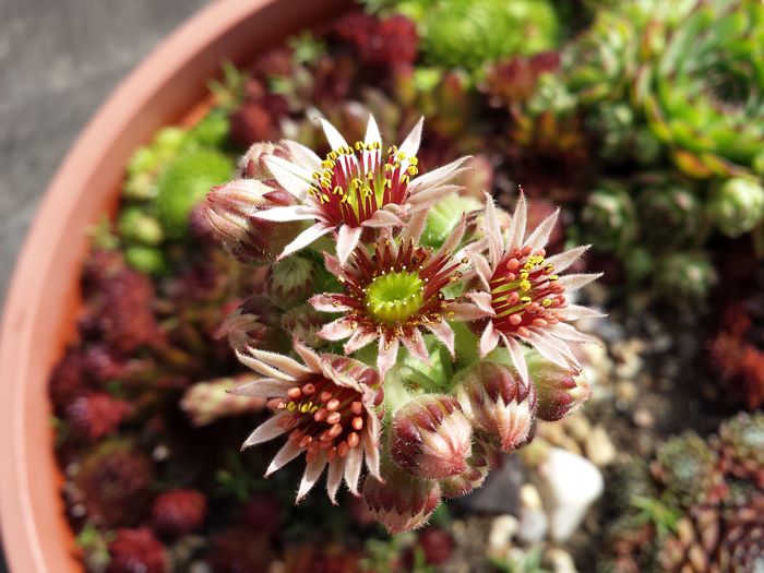  - Sempervivum - 2016