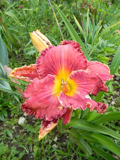 Red friday - Hemerocallis 2016