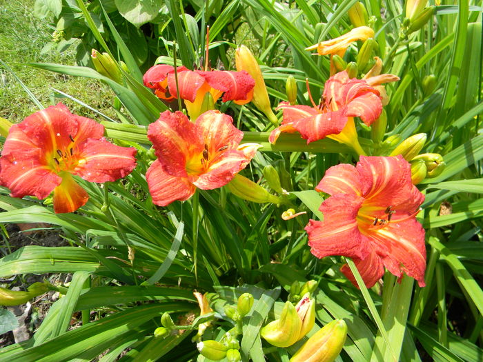 Red rum - Hemerocallis 2016