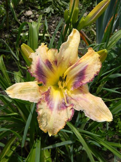 Destined to see - Hemerocallis 2016