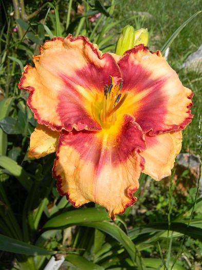 Lies and lipstick - Hemerocallis 2016