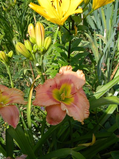 Elegant candy - Hemerocallis 2016