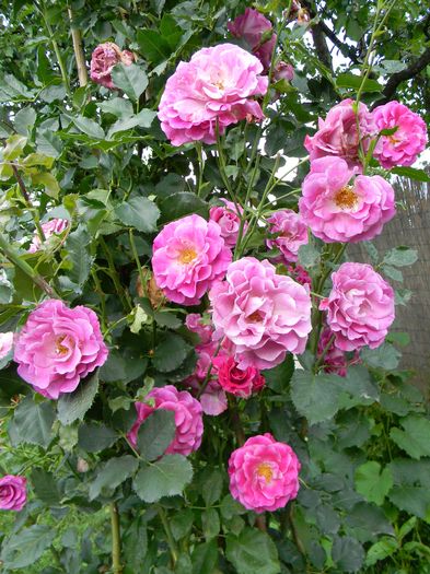 C V P - Trandafiri urcatori 2016