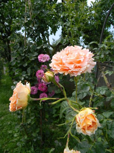 Polka - Trandafiri urcatori 2016