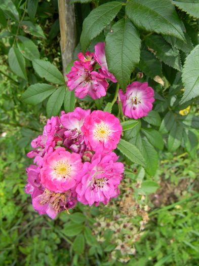 Perennial blue - Trandafiri urcatori 2016