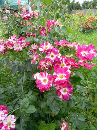 Purple splash - Trandafiri urcatori 2016