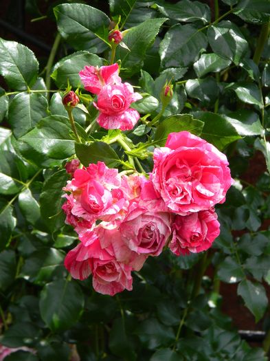 Ines Sastre - Trandafiri urcatori 2016