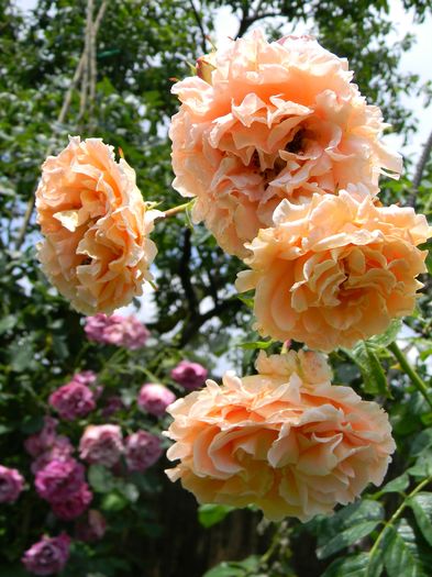 Polka - Trandafiri urcatori 2016