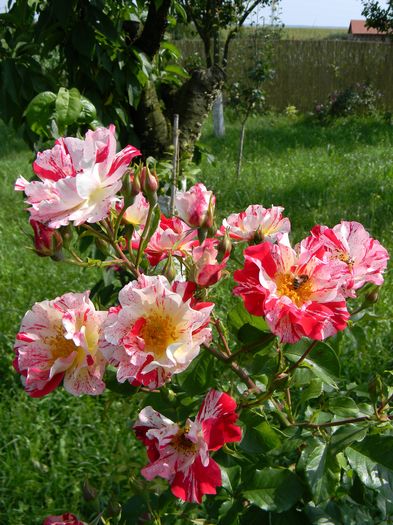 Crazy for you - Trandafiri urcatori 2016