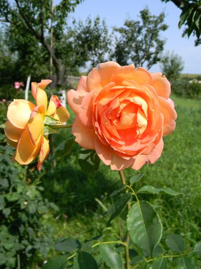 L O S - Trandafiri urcatori 2016