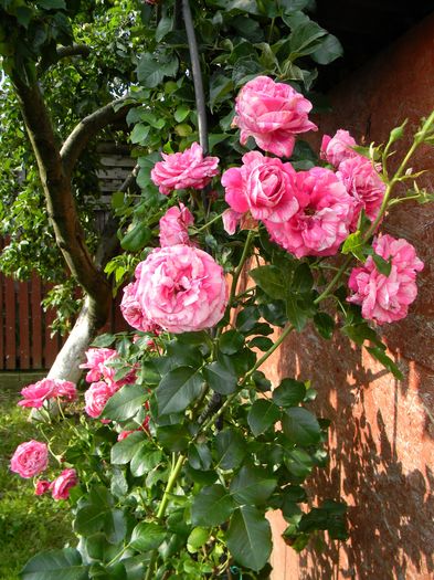 Ines Sastre - Trandafiri urcatori 2016