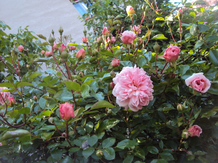 DSC01200 - Paul Noel