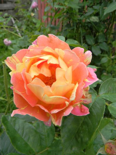 Rose des cisterciens