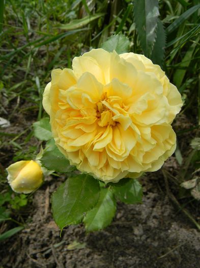 Golden zest
