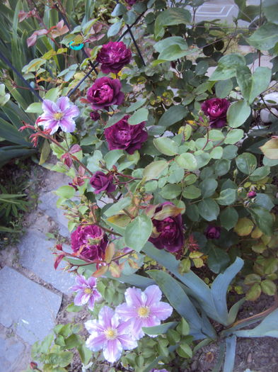 DSC01350 - 2016 Gradina rozelor
