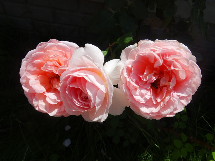 DSC01843 - Abraham Darby