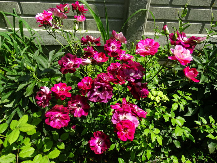 DSC01938 - Burgundy Iceberg