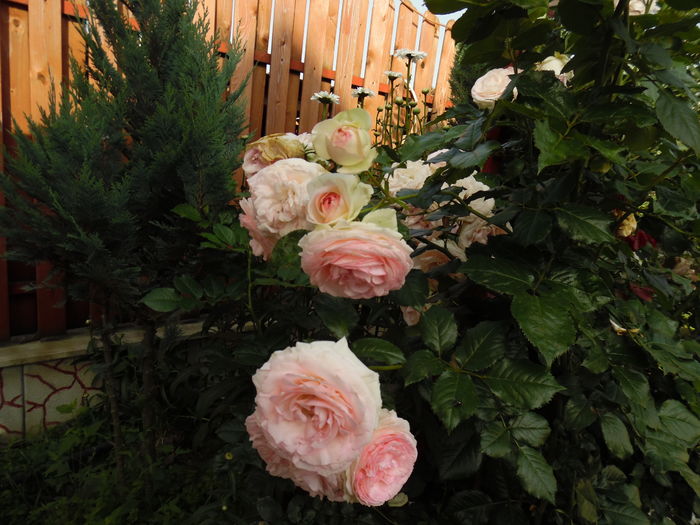 382 - Eden rose