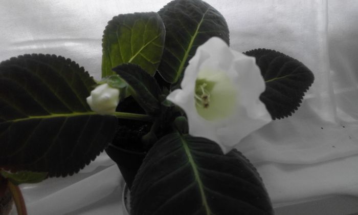 20160624_133827 - Flori 2016