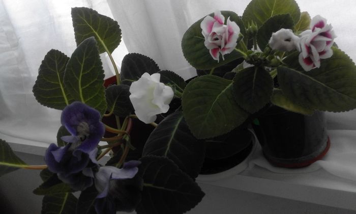 20160624_134331 - Flori 2016