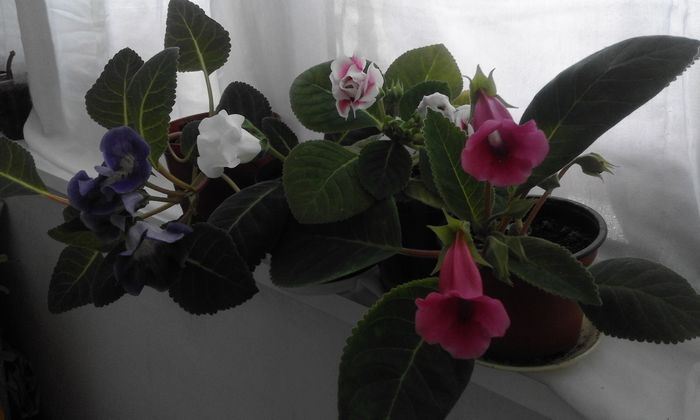 20160624_134430 - Flori 2016