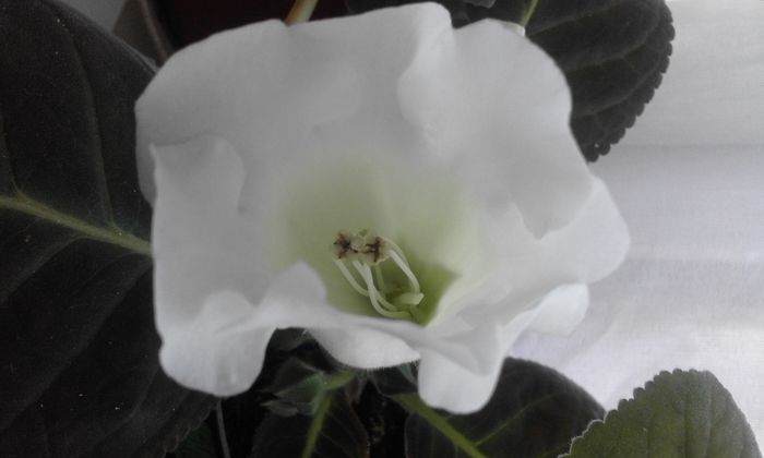 20160624_135031 - Flori 2016