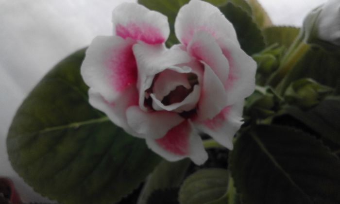 Scarlet - Flori 2016