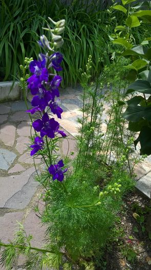 WP_20160624_14_27_53_Pro - Gradina 2016