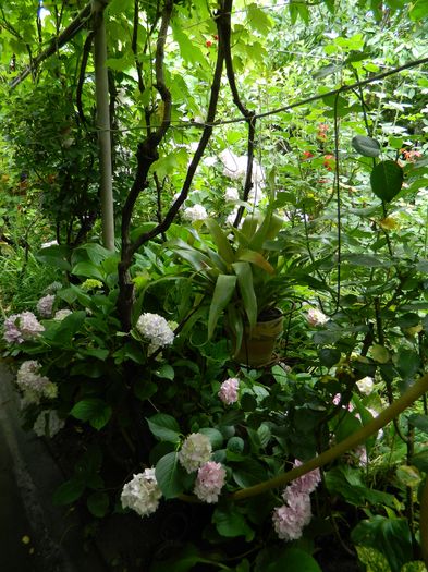 DSCN0867 - 2016 IUNIE_3