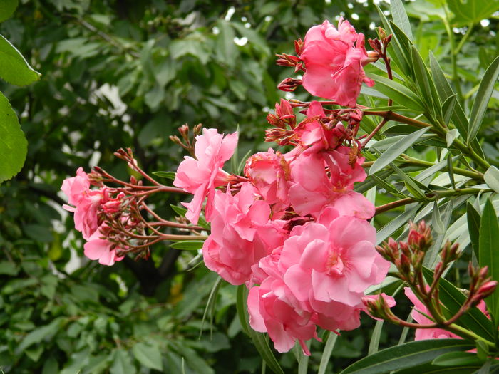 DSCN0869 - 2016 IUNIE_3