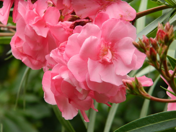 DSCN0870 - 2016 IUNIE_3