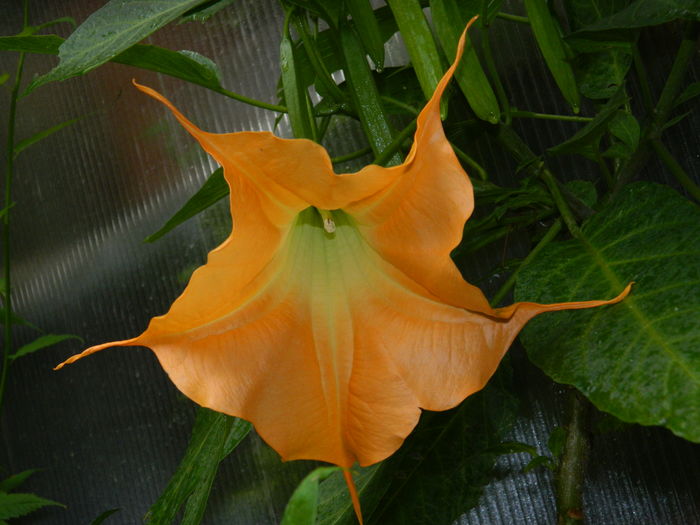 DSCN0898 - 2016 IUNIE_3