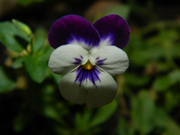 DSCN0935