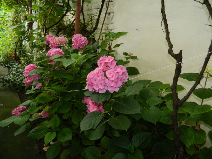 DSCN0943