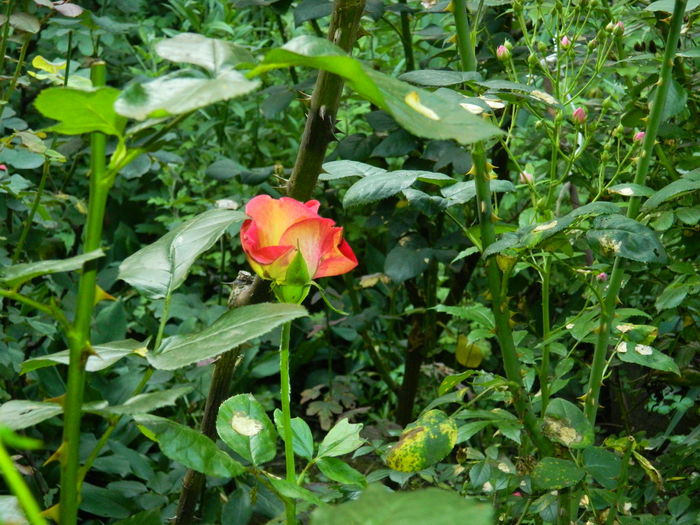 DSCN0947
